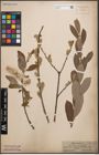 Foto von Salix cinerea L.